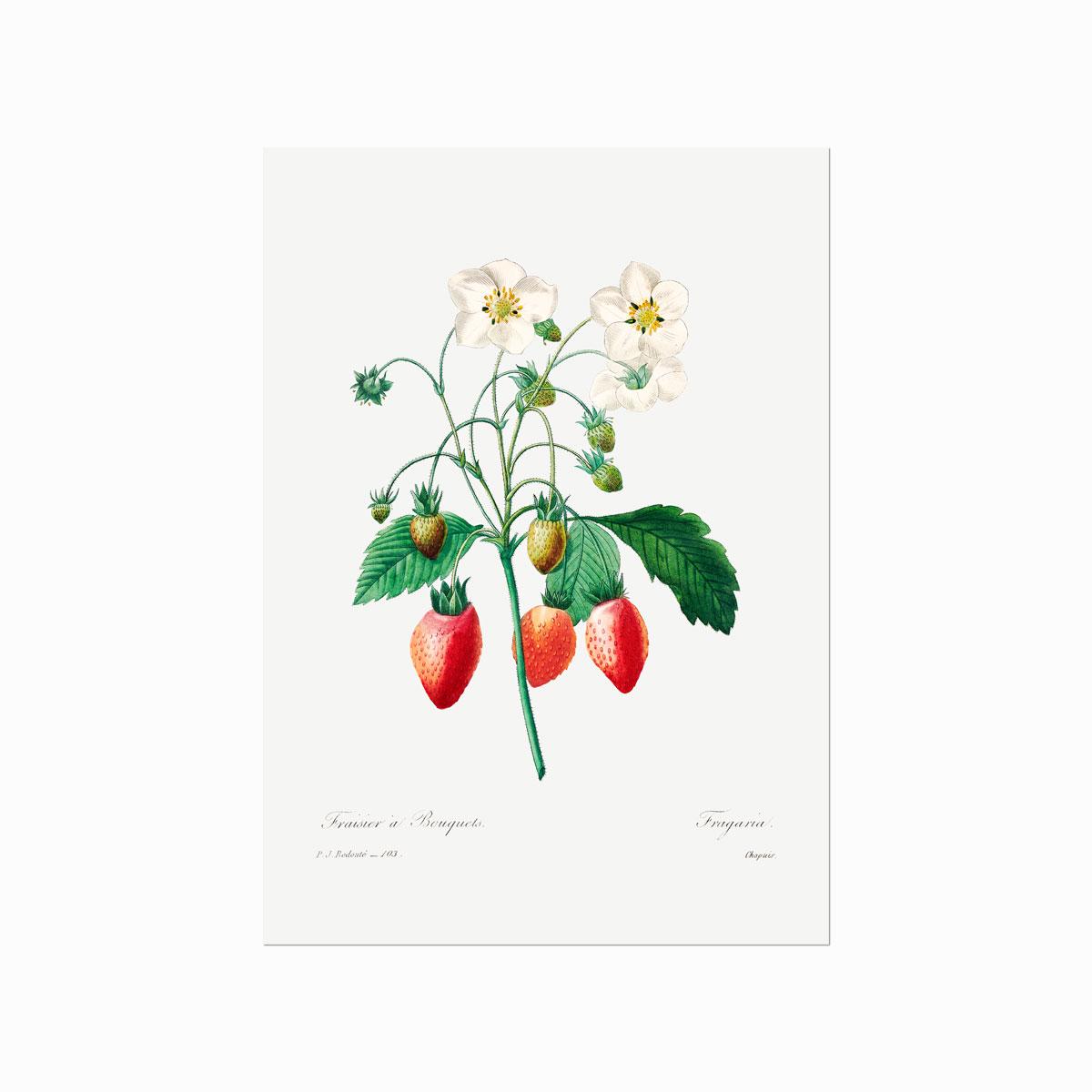 Botanisk plakat af Pierre Joseph Redouté med vilde jordbær, hvide blomster og grønne blade