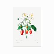 Botanisk plakat af Pierre Joseph Redouté med vilde jordbær, hvide blomster og grønne blade